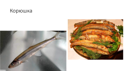 Костистые рыбы (под класс), слайд 11