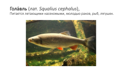 Костистые рыбы (под класс), слайд 13