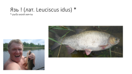 Костистые рыбы (под класс), слайд 15