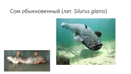 Костистые рыбы (под класс), слайд 19