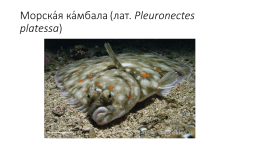 Костистые рыбы (под класс), слайд 26