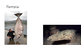 Костистые рыбы (под класс), слайд 27