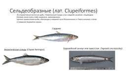 Костистые рыбы (под класс), слайд 4