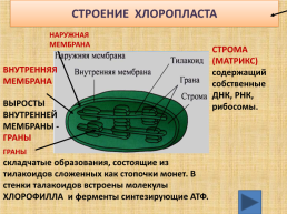 Органоиды клетки, слайд 13
