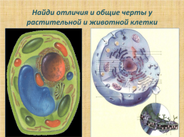 Органоиды клетки, слайд 3