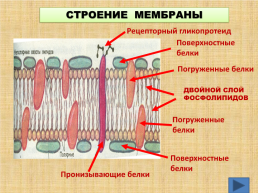 Органоиды клетки, слайд 7