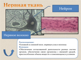 Ткани человека, слайд 11