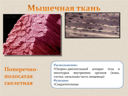 Ткани человека, слайд 17