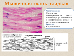 Ткани человека, слайд 19