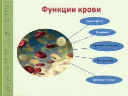 Тема урока:"Внутренняя среда организма", слайд 7