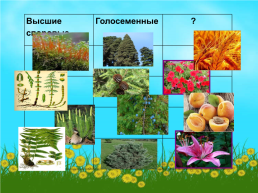 Разнообразен и прекрасен мир растений: мхи, водоросли, папоротники..., слайд 2