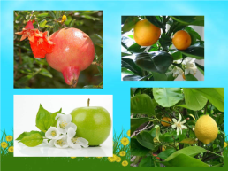 Разнообразен и прекрасен мир растений: мхи, водоросли, папоротники..., слайд 3