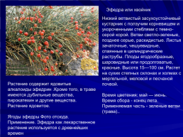 Голосеменные растения, слайд 13