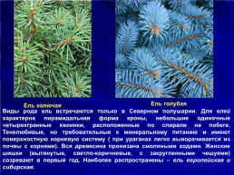 Ель группа организмов. Ель голубая хвоинки. Ель голубая Голосеменные хвойные растения ель. Голубая ель красная книга. Сообщение про голубую ель.