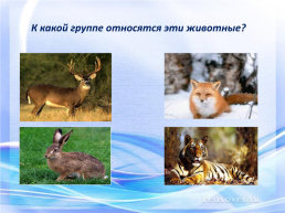 Звери (млекопитающие), слайд 16