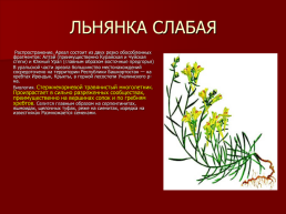 Редкие растения Оренбургской области., слайд 10