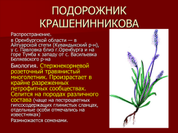 Редкие растения Оренбургской области., слайд 11