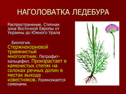 Редкие растения Оренбургской области., слайд 12