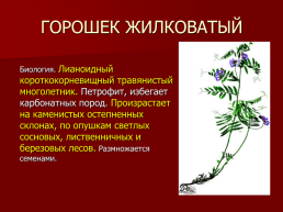 Редкие растения Оренбургской области., слайд 13