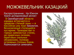 Редкие растения Оренбургской области., слайд 14