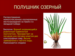 Редкие растения Оренбургской области., слайд 16