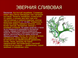 Редкие растения Оренбургской области., слайд 17