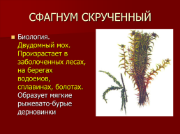 Редкие растения Оренбургской области., слайд 19
