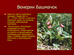 Редкие растения Оренбургской области., слайд 21