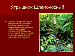 Редкие растения Оренбургской области., слайд 22