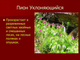 Редкие растения Оренбургской области., слайд 23