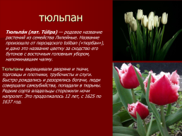 Редкие растения Оренбургской области., слайд 4