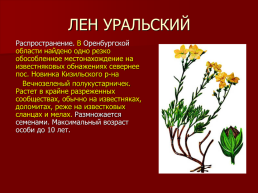 Редкие растения Оренбургской области., слайд 7