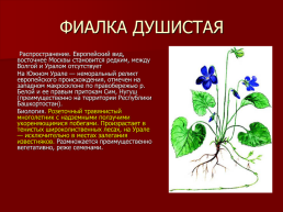 Редкие растения Оренбургской области., слайд 8