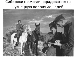 Домашние животные на фронтах Великой Отечественной войны, слайд 12