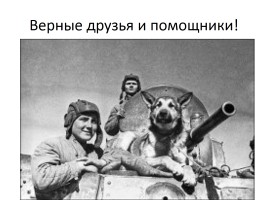 Домашние животные на фронтах Великой Отечественной войны, слайд 16