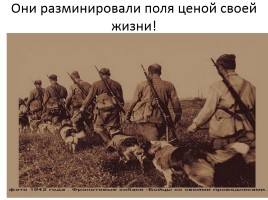 Домашние животные на фронтах Великой Отечественной войны, слайд 17