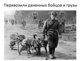 Домашние животные на фронтах Великой Отечественной войны, слайд 22