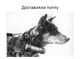 Домашние животные на фронтах Великой Отечественной войны, слайд 23