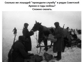 Домашние животные на фронтах Великой Отечественной войны, слайд 5