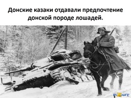 Домашние животные на фронтах Великой Отечественной войны, слайд 7
