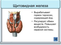 Тренажер "железы организма человека", слайд 12