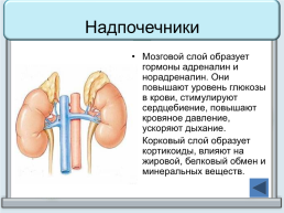 Тренажер "железы организма человека", слайд 13