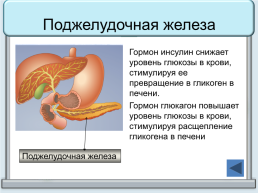 Тренажер "железы организма человека", слайд 14