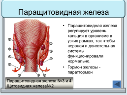 Тренажер "железы организма человека", слайд 32