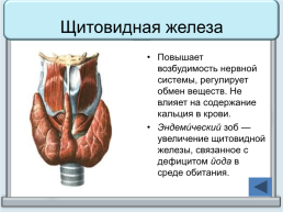 Тренажер "железы организма человека", слайд 33