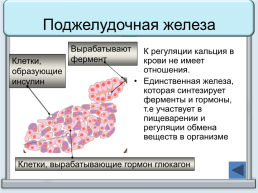 Тренажер "железы организма человека", слайд 34