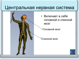 Тренажер "железы организма человека", слайд 6