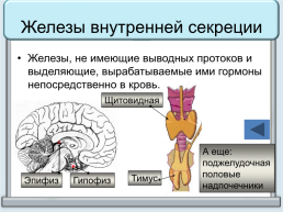 Тренажер "железы организма человека", слайд 8