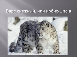 Они рядом с нами редкие и исчезающие животные Кемеровской области, слайд 2