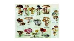 Царство грибы, слайд 9